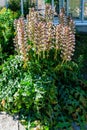 Acanthus hungaricus flowering Hungarian BearÃ¢â¬â¢s-breeches.